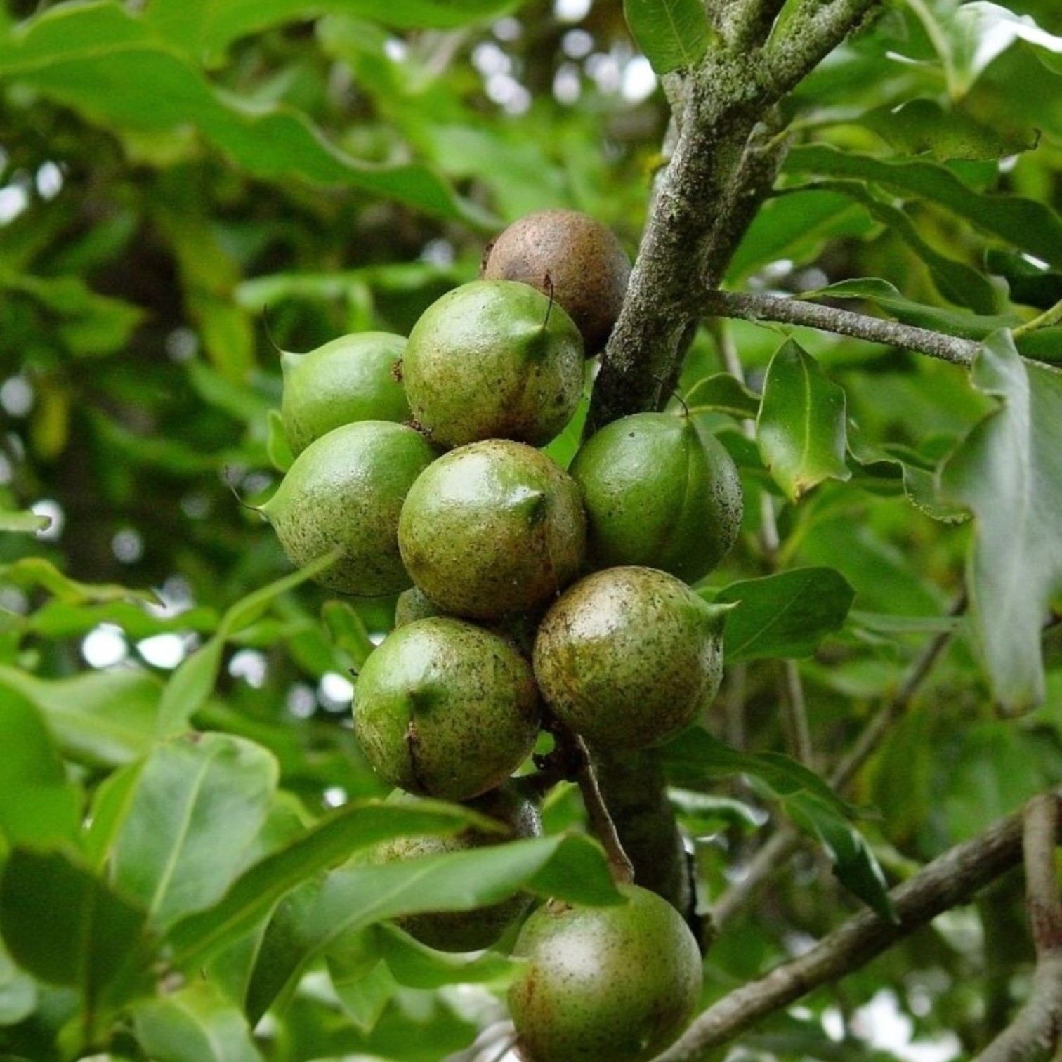 Macadamia Nut (Macadamia integrifolia) Live Plant